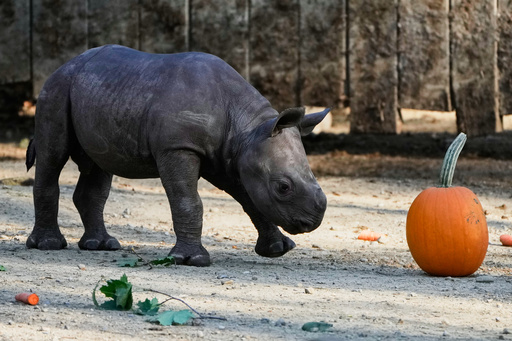 A male Eastern Black Rhino calf born Sept. 13, 2025, approaches a pumpkin Friday, Oct. 10, 2025 as he makes his public debut at the Cleveland Metroparks Zoo in Cleveland, Ohio. (AP Photo/Sue Ogrocki) A male Eastern Black Rhino calf born Sept. 13, 2025, approaches a pumpkin Friday, Oct. 10, 2025 as he makes his public debut at the Cleveland Metroparks Zoo in Cleveland, Ohio. (AP Photo/Sue Ogrocki)