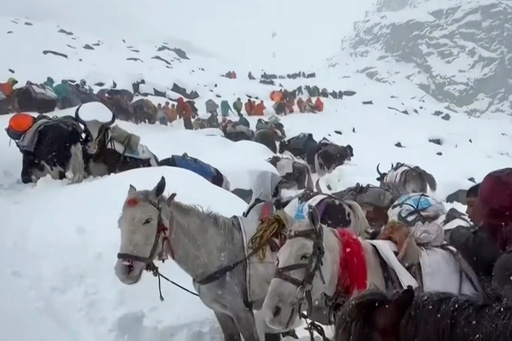 In this photo taken Oct. 4, 2025 and released by Lingsuiye, villagers with their oxen and horses ascend the mountain during rescue efforts to reach hundreds of hikers trapped by heavy snow at tourist campsites on a slope of Mount Everest in Tibet on Sunday, Oct. 5, 2025. (Lingsuiye via AP) In this photo taken Oct. 4, 2025 and released by Lingsuiye, villagers with their oxen and horses ascend the mountain during rescue efforts to reach hundreds of hikers trapped by heavy snow at tourist campsites on a slope of Mount Everest in Tibet on Sunday, Oct. 5, 2025. (Lingsuiye via AP)
