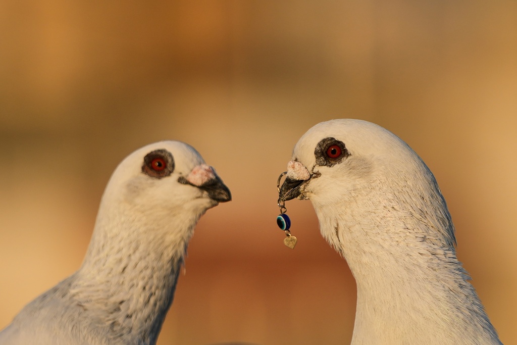 Pigeons stand on the rooftop of the loft of Loubna Hamdan and her husband Ibrahim Ammar, who did the piercing on the beak of the pigeon on the right for a decorative ring, in Chiyah, where the couple leaves food out for birds in the southern suburbs of Beirut, Lebanon, Thursday, July 10, 2025. (AP Photo/Hassan Ammar)