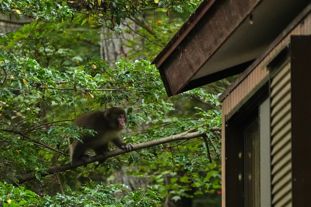 A monkey walks on a branch to move towards the roof of a house in Azumino, central Japan, Thursday, Oct. 2, 2025. (AP Photo/Hiro Komae)