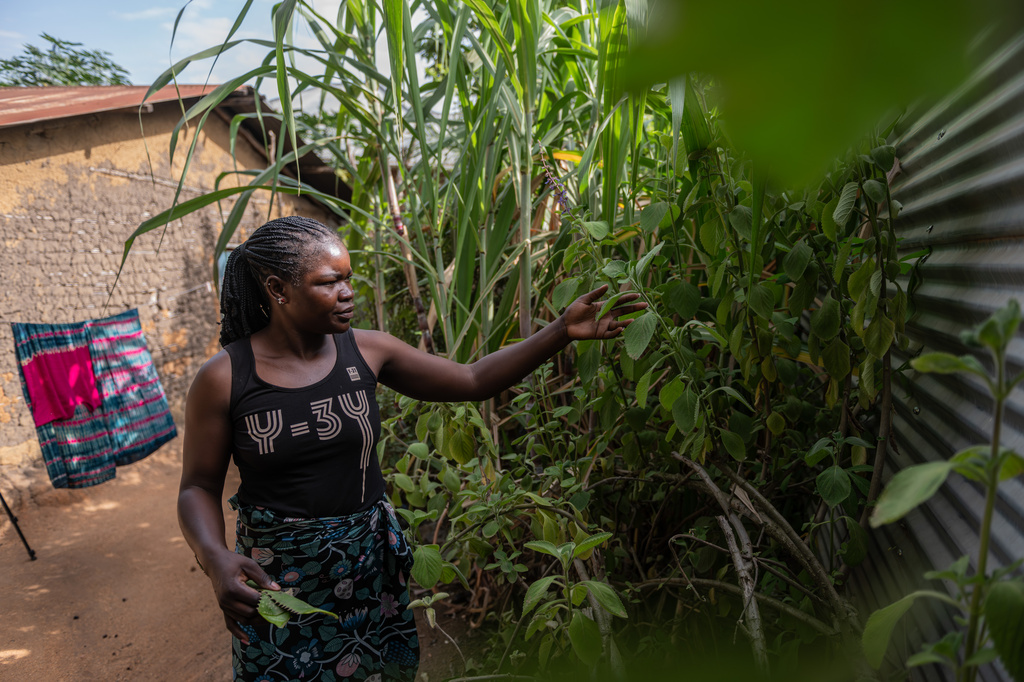 Chantie Joe Kiss, 31, cuts plants to prepare traditional medicines she believes can cure various illnesses in Bunia, Congo, Thursday, June 4, 2026. (AP Photo/Moses Sawasawa)