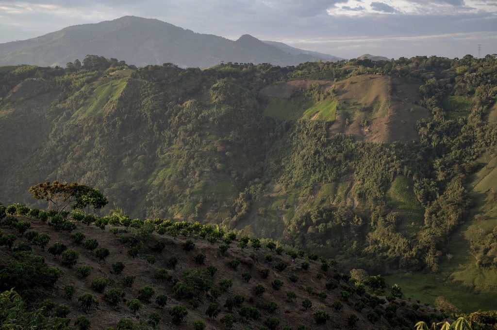 With the help of Indigenous Guards, residents make a living from protected coffee cultivation, front, while coca crops grow, back right, in an area controlled by an armed group of FARC dissidents July 16, 2025, in Piendamo reserve, Cauca, Colombia. (AP Photo/Nadège Mazars)