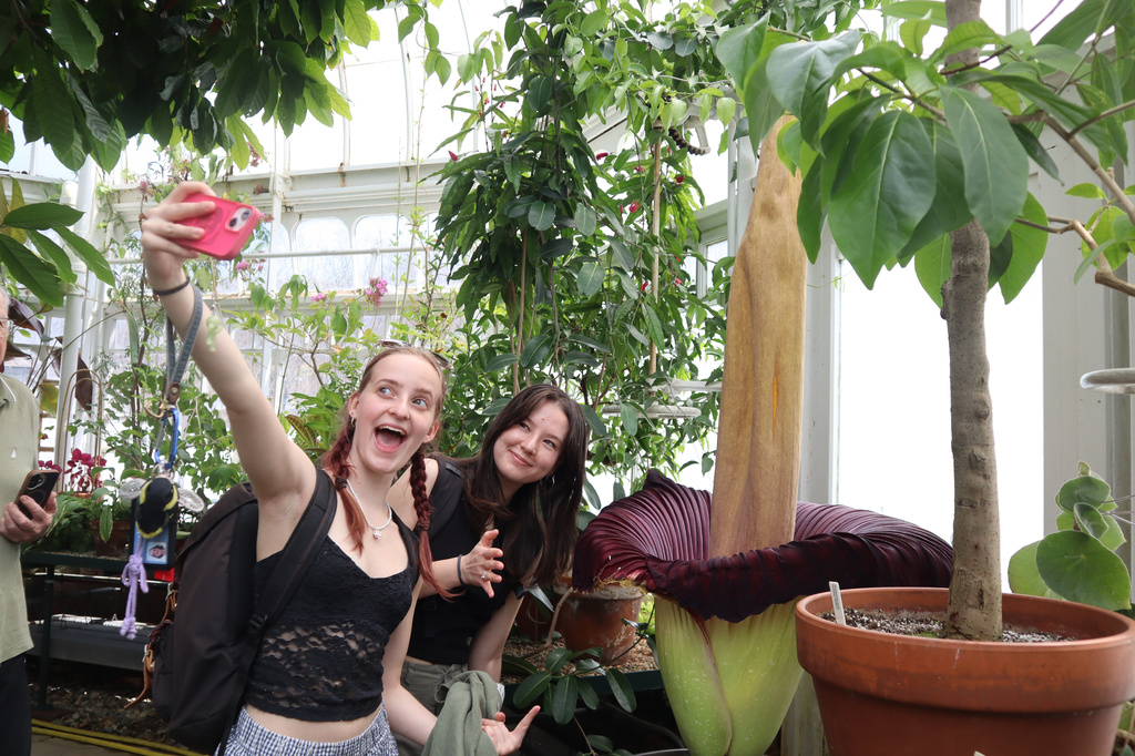 Students take a selfie with the blooming corpse flower known as "Pangy" at the Talcott Greenhouse on the campus of Mount Holyoke College in South Hadley, Mass., Tuesday, April 14, 2026. (AP Photo/Leah Willingham)