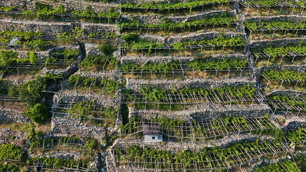 An aerial view of a vineyard in Donnas, in the Valle d'Aosta region, Italy, Thursday, July 9, 2026. (AP Photo/Antonio Calanni)