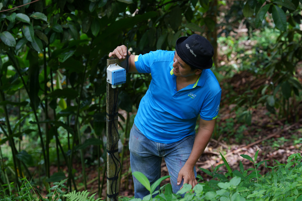 Durian farmer Kie Kim Hwa sets up a weather and climate sensor station at his hillside orchard in Balik Pulau, Penang Island, Malaysia, Wednesday, June 24, 2026. (AP Photo/Vincent Thian)