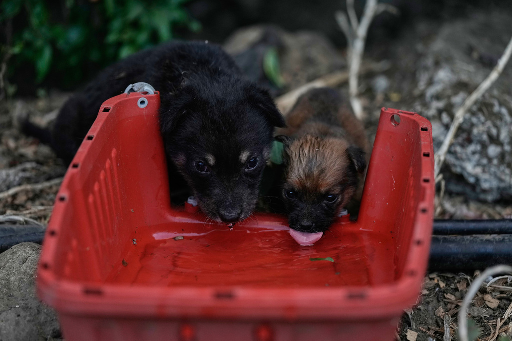 Puppies left behind by their owners after they fled following the outbreak of the latest Israel-Hezbollah war, drink water at an animal shelter in the village of Kfaroue, near Nabatiyeh, southern Lebanon, Thursday, July 2, 2026. (AP Photo/Bilal Hussein)