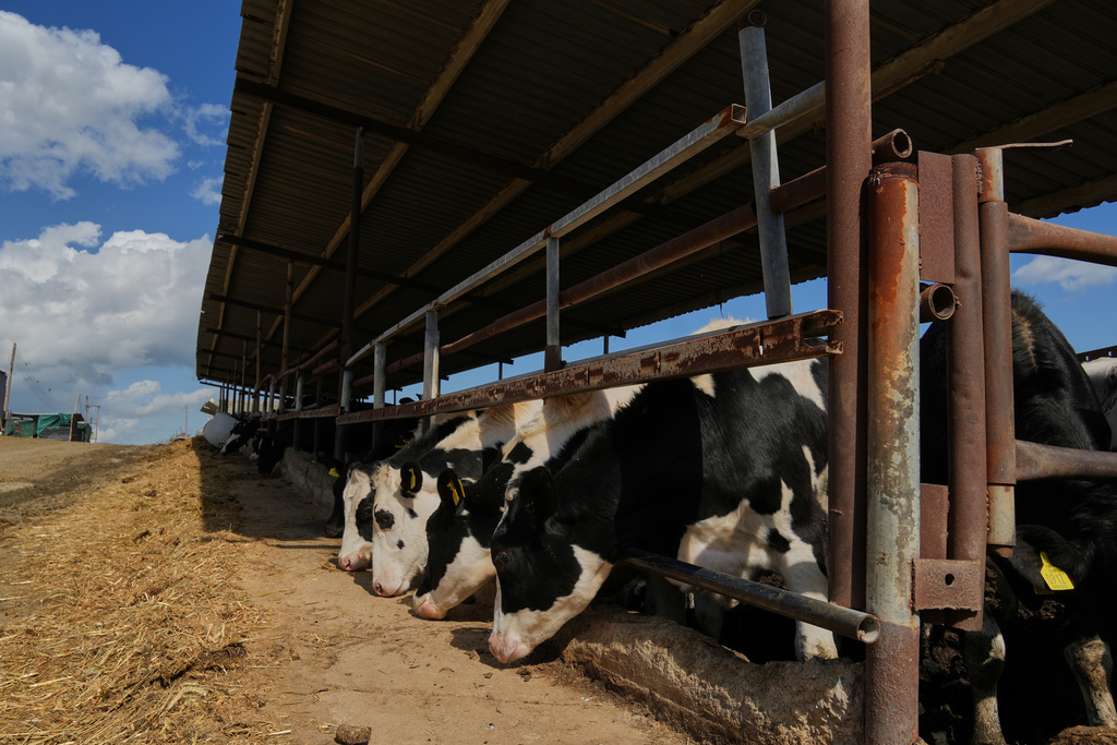 Cows stand in a livestock containment zone holding thousands of goats, sheep, and cattle after an outbreak of foot-and-mouth disease in Kelia, near Larnaca, Cyprus, on Wednesday, Feb. 25, 2026. (AP Photo/Petros Karadjias)