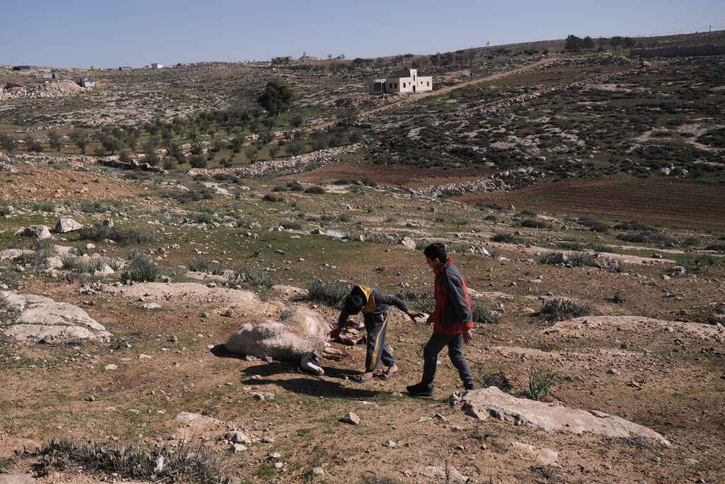 Young Palestinians walk next sheeps that were killed during an Israeli settlers attack in the town of As Samu', near the West Bank city of Hebron, Tuesday, Dec. 23, 2025. (AP Photo/Mahmoud Illean)