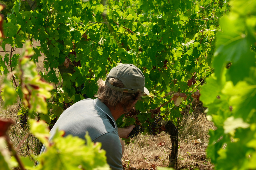 Winemaker Edouard Le Grix de la Salle tends vines on his family's Grand Verdus wine estate in Sadirac, southwestern France's Bordeaux region, Wednesday, July 29, 2026. (AP Photo/Eva van Dam)