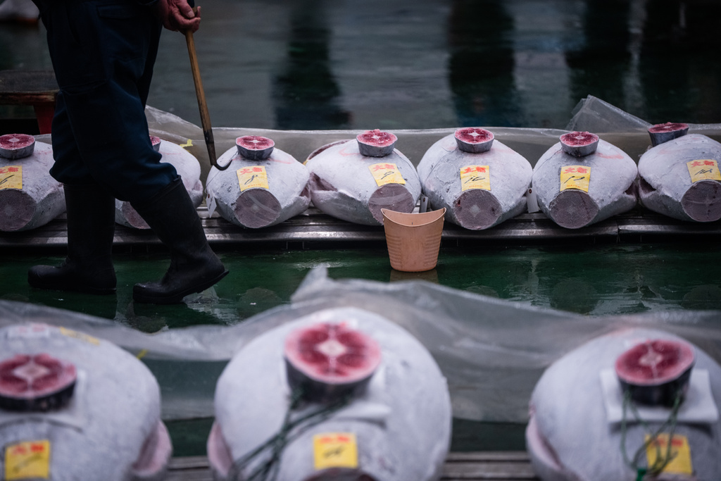 Wholesalers inspect frozen tuna at the New Year's tuna auction at Toyosu fish market in Tokyo, Monday, Jan. 5, 2026. (AP Photo/Louise Delmotte)