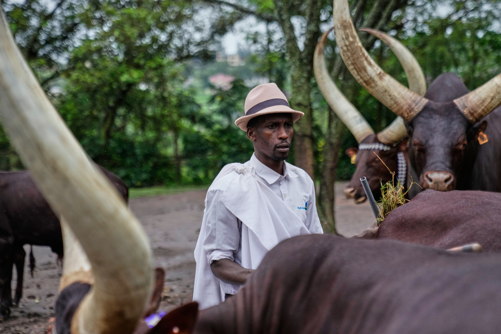 Herdsman Kanamugire Anastase stands among a herd of royal cattle, known as Inyambo, as they graze at the King's Palace Museum in Nyanza, Rwanda, Saturday, March 21, 2026. (AP Photo/Brian Inganga)