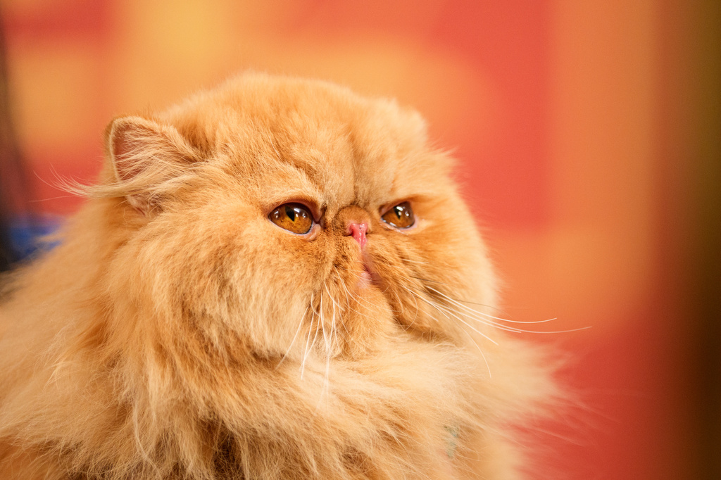 A Persian looks up during a judging session of an international feline beauty competition, dubbed the Feline Oscars, featuring more than 200 cats, in Bucharest, Romania, Saturday, Sept. 26, 2026. (AP Photo/Andreea Alexandru)