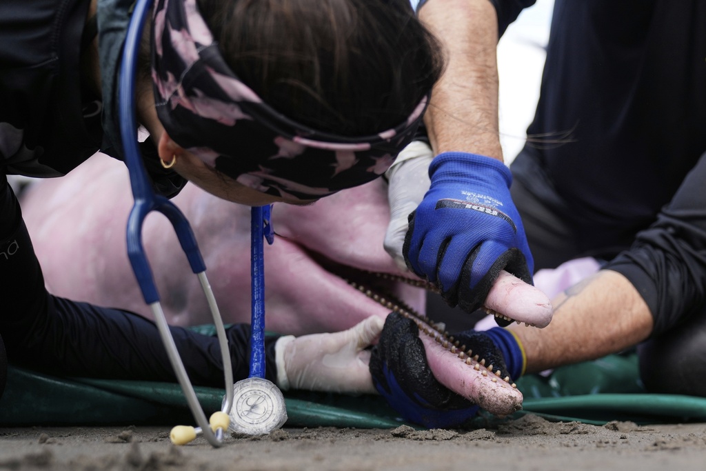 Scientists and veterinarians examine a pink river dolphin in Puerto Narino, Colombia, Sunday, Sept. 7, 2025. (AP Photo/Fernando Vergara)