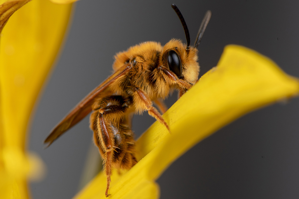 This photo, provided by Krystle Hickman, shows an Andrena prunorum male bee on March 7, 2021 in the Orcas Park region of Los Angeles. (Krystle Hickman via AP)