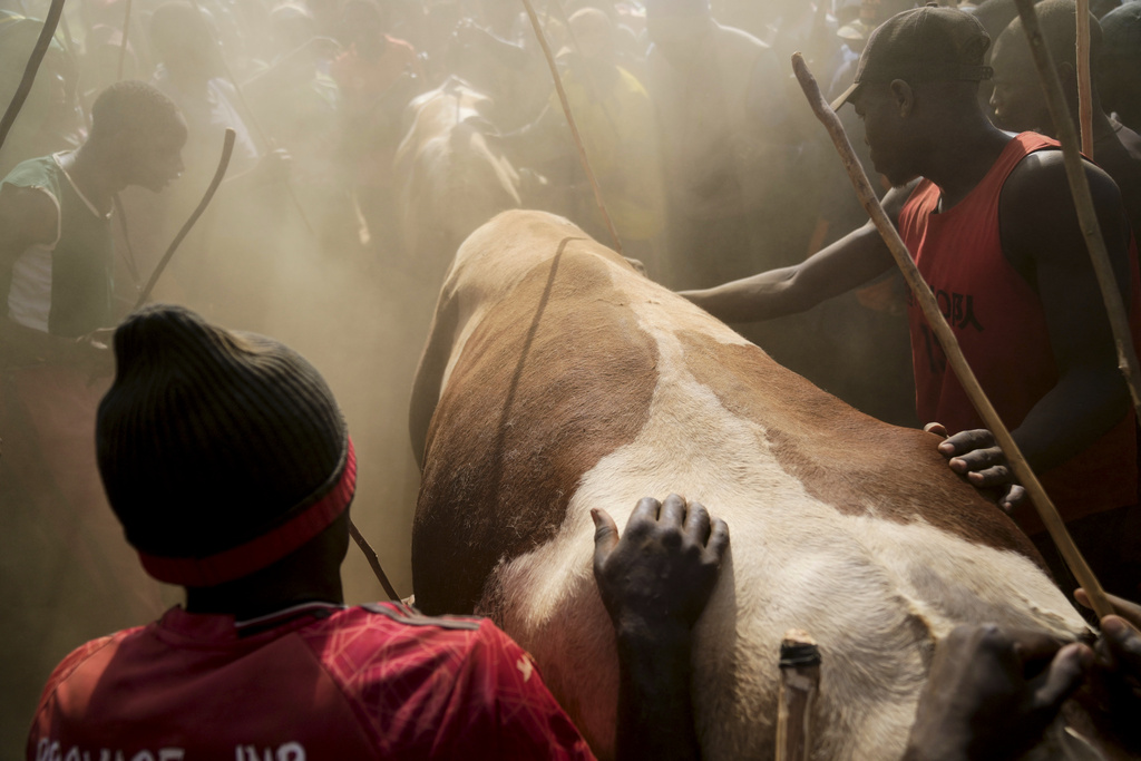 A crowd of spectators encircles fighting bulls Shakahola and Promise as they lock horns at a bullfight, in Kakamega, Kenya, Saturday, Nov. 29, 2025. (AP Photo/Brian Inganga)