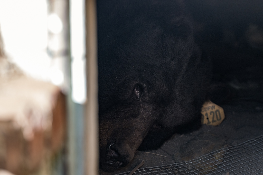 A bear lies inside a crawl space beneath a home in Altadena, Calif., Monday, Dec. 1, 2025. (AP Photo/Jae C. Hong)
