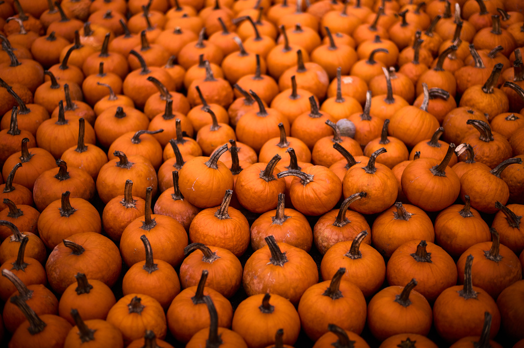 Pumpkins are displayed for sale at Klaistow farm’s annual pumpkin festival, which this year celebrates “powerful women,” in Beelitz near Berlin, Germany, Tuesday, Oct. 21, 2025. (AP Photo/Markus Schreiber)