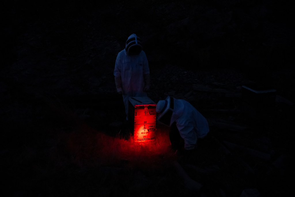 Grigoris Melas, background, and Nikos Chadjilias prepare a beehive for late-night transfer to an urban area in the Varkiza suburb of southern Athens, Greece, May 6, 2025. (AP Photo/Michael Varaklas)