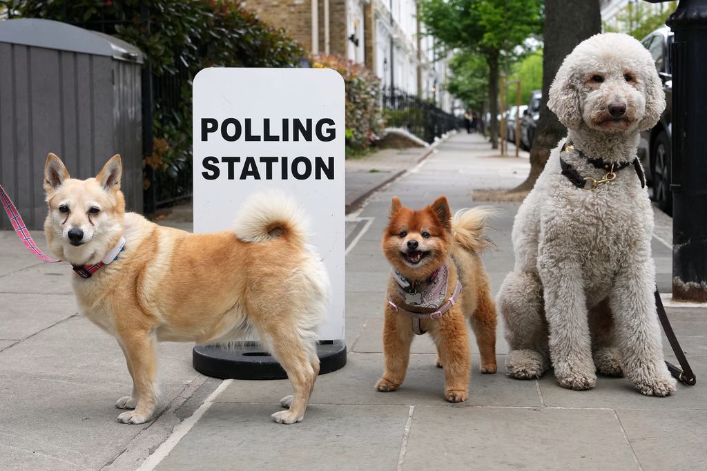 The dogs Ingrid, Frank and Zizzi pose for a photographer as they wait outside a polling station in London, Thursday, May 7, 2026, during the UK 2026 local elections.(AP Photo/Kirsty Wigglesworth)