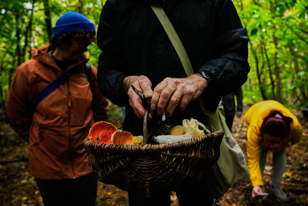 Mushroom hunters collect mushrooms in a forest in Potsdam, Germany, Wednesday, Oct. 8, 2025. (AP Photo/Ebrahim Noroozi)