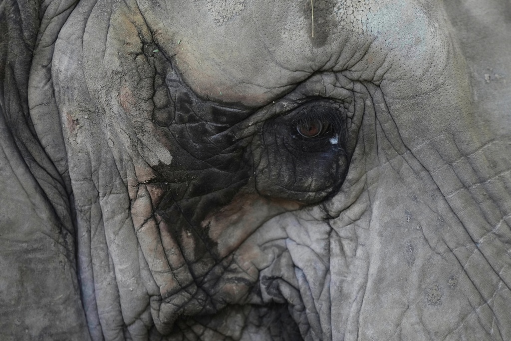 A female African elephant named Pupy stands in her enclosure at the Ecoparque in Buenos Aires, Argentina, March 25, 2025, as she is trained for her relocation to a sanctuary in Brazil. (AP Photo/Natacha Pisarenko, File)