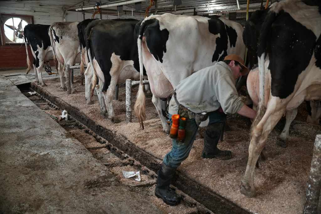 Nick Armato sanitizes a cow's udder before milking at Ronnybrook Farm, which uses pasteurization, in Ancramdale, N.Y., on April 22, 2026. (AP Photo/Mary Conlon)