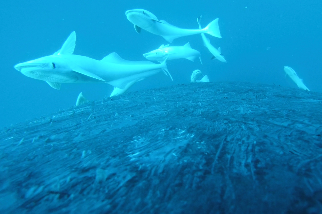 In this image made from video remora fish swim near a humpback whale off the coast of south-east Queensland, Australia, on Sept. 3, 2025. (Whales and Climate Program/Olaf Meynecke via AP)