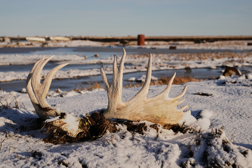 A moose skull and antlers sit in the permafrost in Kwigillingok, Alaska, Monday, Oct. 27, 2025, after the village was hit earlier in the month by Typhoon Halong. (AP Photo/Lindsey Wasson)