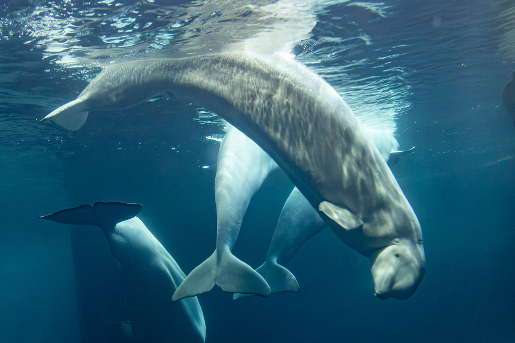 This photo provided by the Shedd Aquarium shows a beluga whale named Rain swimming on Tuesday, Sept. 1, 2026, at the aquarium in Chicago. (Heidi Zeiger/Shedd Aquarium via AP)