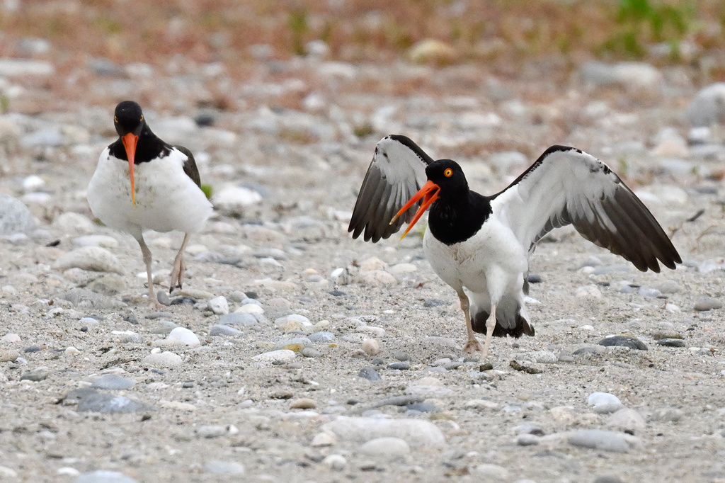 Adult oystercatchers react after their offspring was taken by shorebird monitors at Trustom Pond National Wildlife Refuge in South Kingstown, R.I., June 19, 2026. (AP Photo/Jessica Hill)