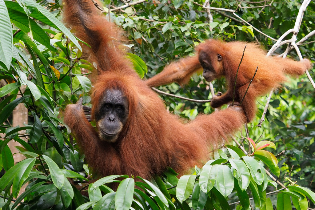 Orangutans in North Sumatra's Gunung Leuser National Park near Bukit Lawang, Indonesia, Feb. 20, 2023. (AP Photo/David Rising)