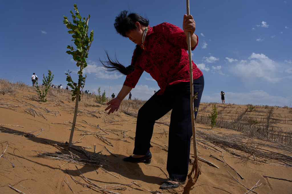 Desert control worker Yin Yuzhen visits a desertification control site of the Engebei Ecological Area near Ordos in northern China's Inner Mongolia province on Friday, June 12, 2026. (AP Photo/Ng Han Guan)
