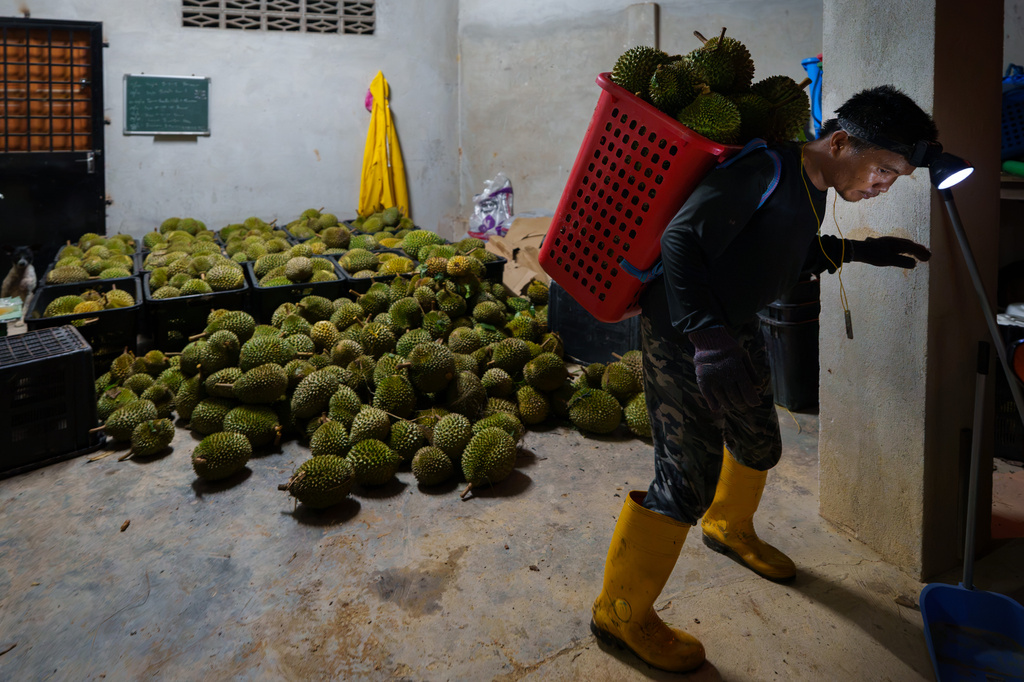 Workers unload durians at a durian farm collection point early morning in Karak, Pahang state in Malaysia, Tuesday, June 23, 2026. (AP Photo/Vincent Thian)