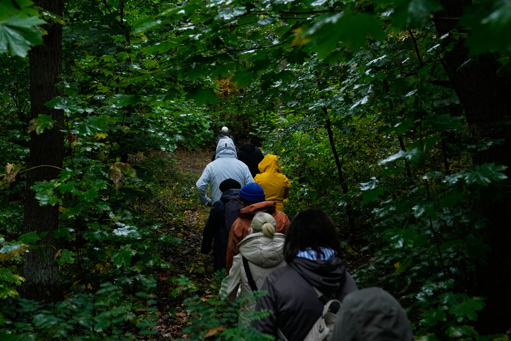 Mushroom hunters and pickers move through a forest looking for mushrooms in Potsdam, Germany, Wednesday, Oct. 8, 2025. (AP Photo/Ebrahim Noroozi)