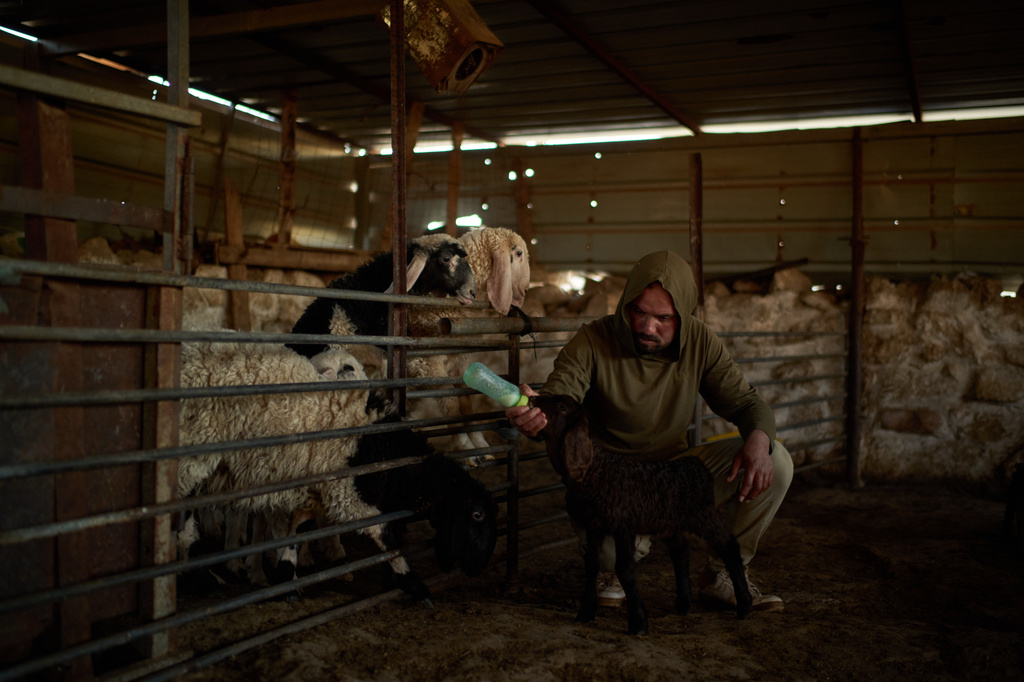 Saber, 32, bottle feeds a lamb in his community near the West Bank village of Susya, in the Masafer Yatta region, Thursday, June 18, 2026.(AP Photo/Leo Correa)