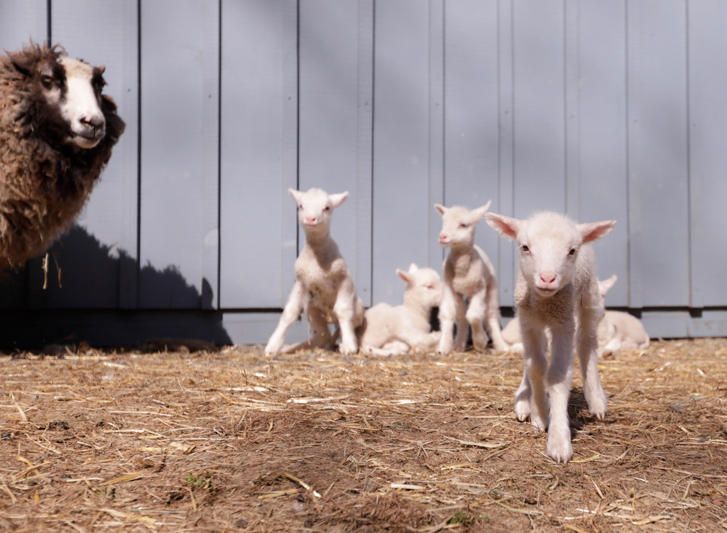 A ewe and her sextuplet lambs are pictured at Clover and Bee Farm, Thursday, April 23, 2026, in Underhill, Vt. (AP Photo/Amanda Swinhart)