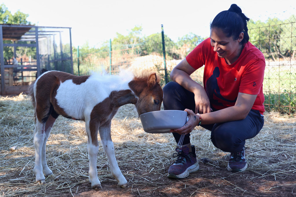 Owner Andjelka Josipovic feeds a pony named Mile at a ranch in Bale, Croatia, on June 13, 2026. (AP Photo)