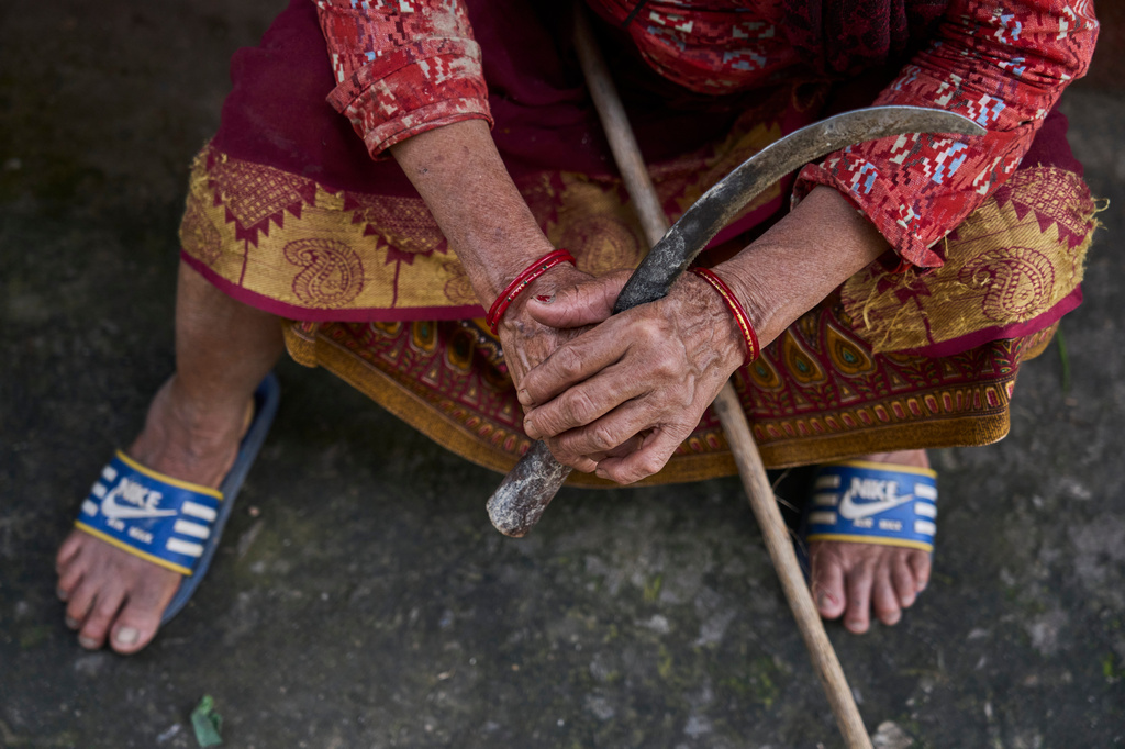 Bhawani Khadka, 70, holds a sickle and a stick to guard against monkey raids in Dharamghar, Dolakha district, about 86 kilometers (53 miles) east of Kathmandu, Nepal, Friday, July 24, 2026. (AP Photo/Niranjan Shrestha)