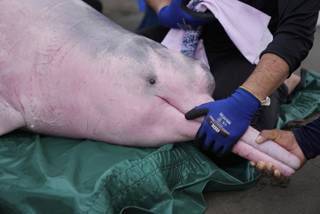 Scientists and veterinarians examine a pink river dolphin in Puerto Narino, Colombia, Sunday, Sept. 7, 2025. (AP Photo/Fernando Vergara)