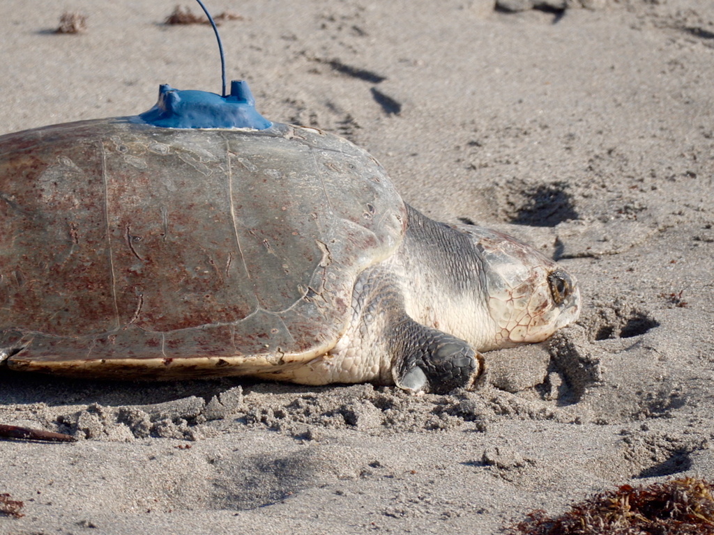 A rehabilitated adult female Kemp's ridley sea turtle crawls toward the ocean during a release in Juno Beach, Fla. on Wednesday, March 25, 2026. (AP Photo/Cody Jackson)