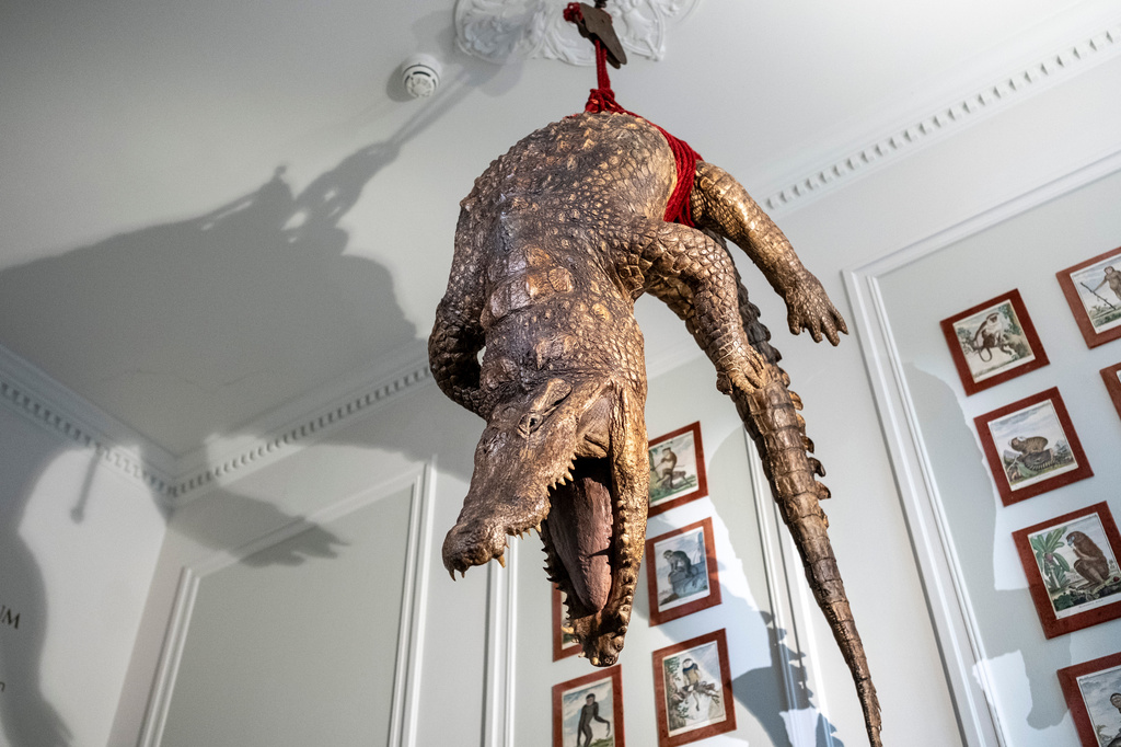 A crocodile stares down at the entrance of the Art Zoo in Amsterdam, Netherlands, on Oct. 27, 2026. (AP Photo/Patrick Post)