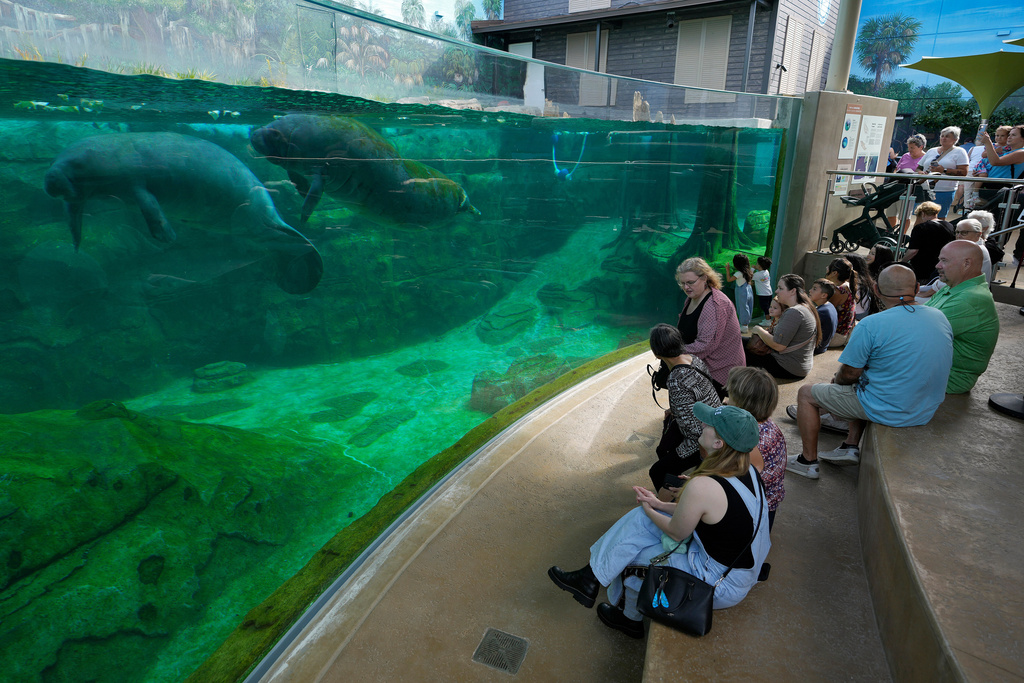 Visitors watch manatees swim in a tank at the Mote Science Education Aquarium, Monday, Oct. 6, 2025, in Sarasota, Fla. (AP Photo/Chris O'Meara)
