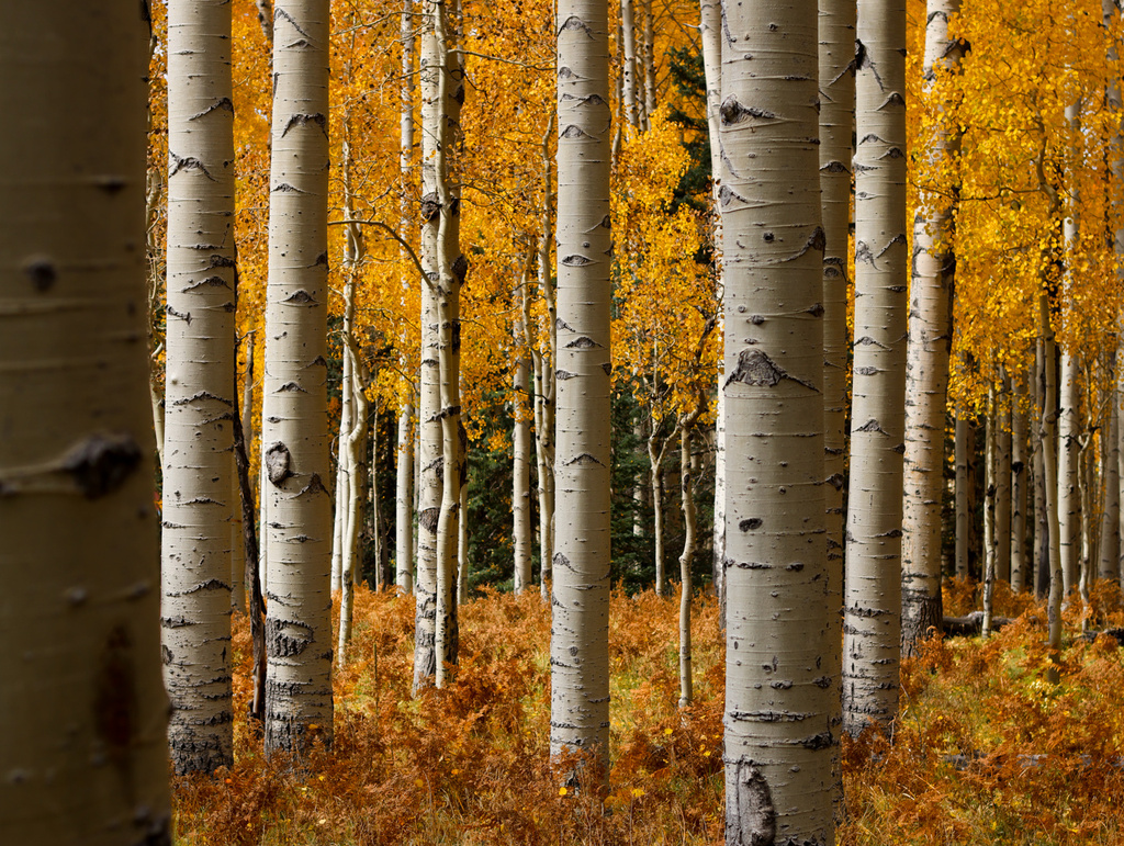 White-barked aspen trees stand among yellow and orange fall foliage on the San Francisco Peaks in Flagstaff, Ariz., Thursday, Oct. 8, 2026. (AP Photo/Cheyanne Mumphrey)
