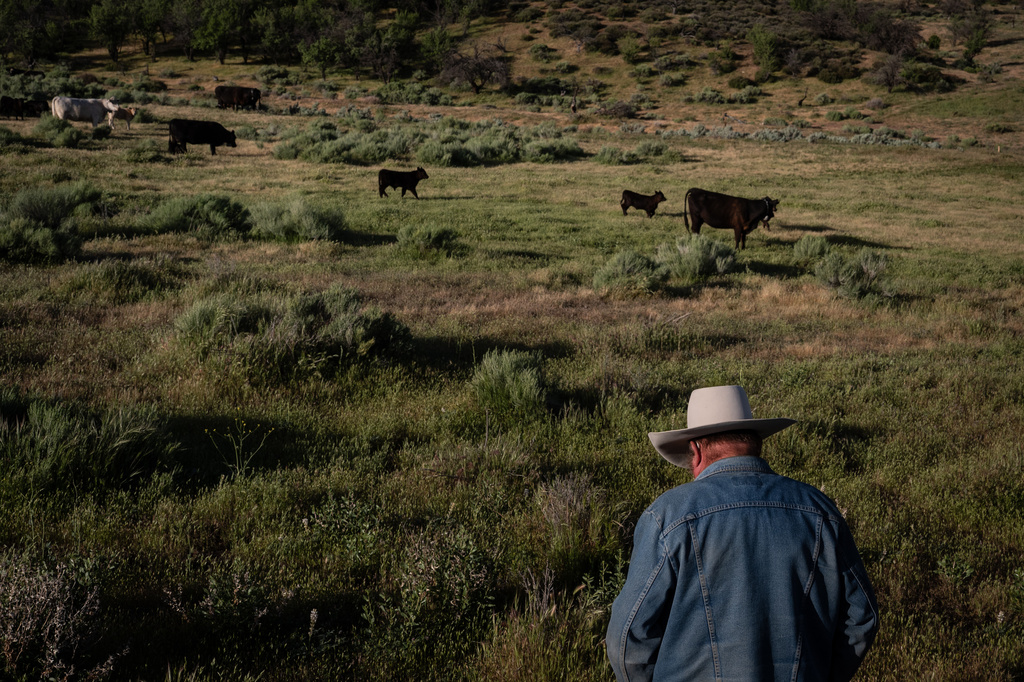 Mike Williams, owner of Diamond W Cattle Company, stands near a herd of cattle on his ranch in Palmdale, Calif., Friday, April 3, 2026. (AP Photo/Jae C. Hong)