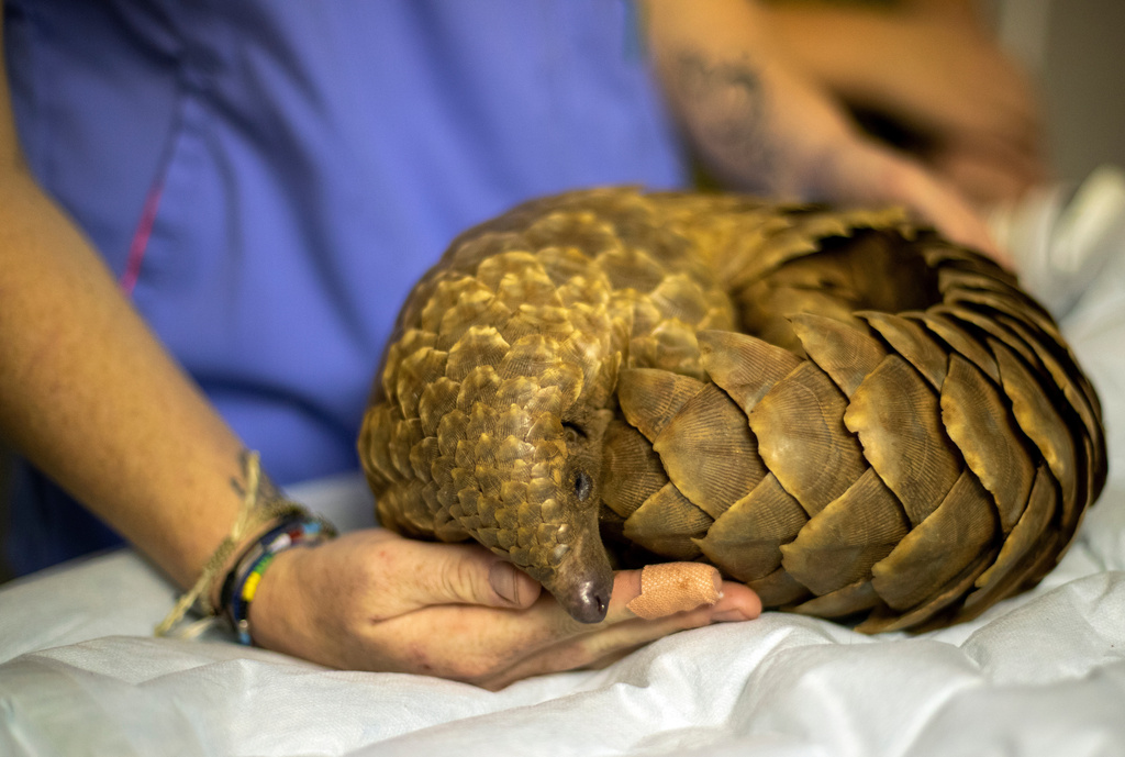 FILE - Veterinary nurse, Alicia Abbott, of the African Pangolin Working Group in South Africa examines a pangolin, at a Wildlife Veterinary Hospital in Johannesburg, South Africa, Sunday, Oct. 18, 2020. (AP Photo/Themba Hadebe, file)