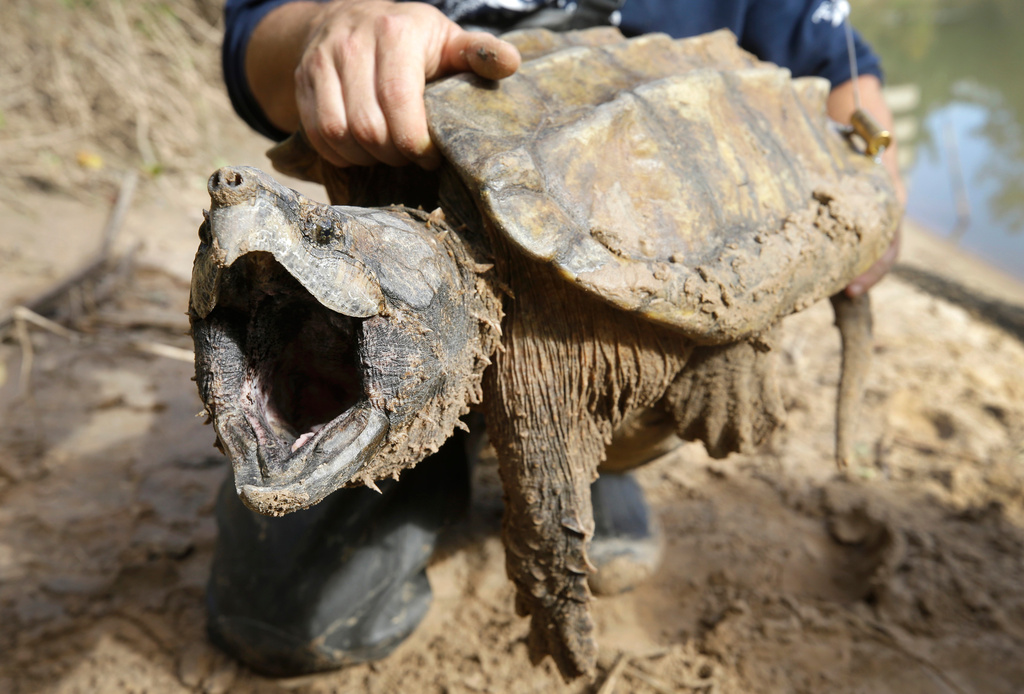 FILE - A male alligator snapping turtle is held after being trapped by the Turtle Survival Alliance-North American Freshwater Turtle Research Group, Nov. 24, 2018, as part of the process of tagging turtles. (Melissa Phillip/Houston Chronicle via AP, File)