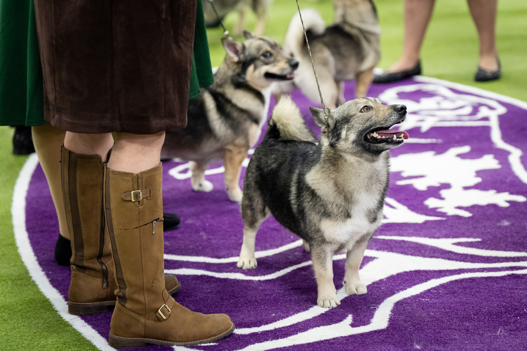 Dogs wait to be judged in the demo ring at the 150th Westminster Kennel Club Dog Show, Monday, Feb. 2, 2026, in New York. (AP Photo/Angelina Katsanis)