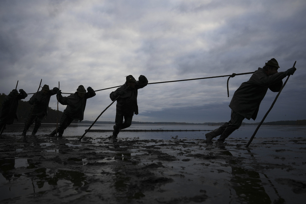 Fishermen pull on nets during a traditional fish haul of the Rozmberk pond near the town of Trebon, Czech Republic, Friday, Oct. 17, 2025. (AP Photo/Petr David Josek)