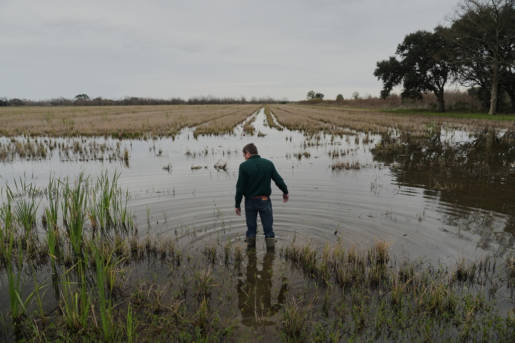 Blake Wilson, an entomologist at Louisiana State University walks into a crawfish pond while looking for apple snails Wednesday, Jan. 21, 2026, in Kaplan, La. (AP Photo/Joshua A. Bickel)