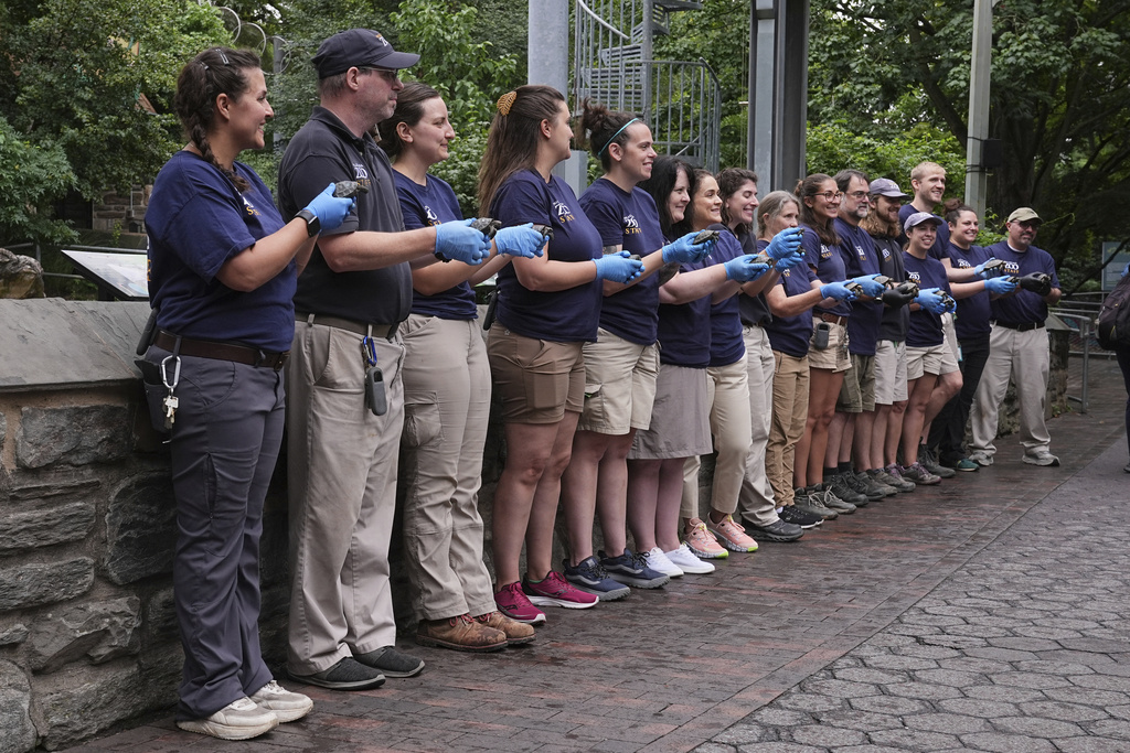 Director of Herpetology Lauren Augustine, left, and staff members pose for photograph s during the debut of 16 critically endangered western Santa Cruz tortoise hatchlings at the Philadelphia Zoo in Philadelphia, Wednesday, Aug. 20, 2025. (AP Photo/Matt Rourke)